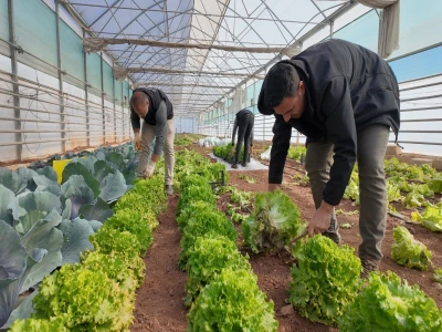 BÜYÜKŞEHİR SERALARINDA KIŞLIK SEBZE HASADI BAŞLADI
